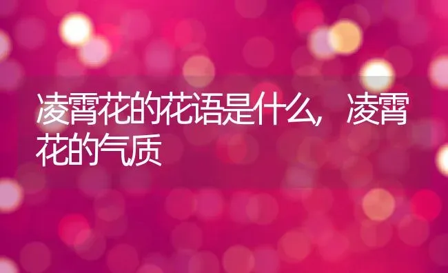 凌霄花的花语是什么,凌霄花的气质 | 养殖学堂