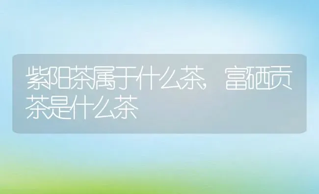 紫阳茶属于什么茶,富硒贡茶是什么茶 | 养殖学堂