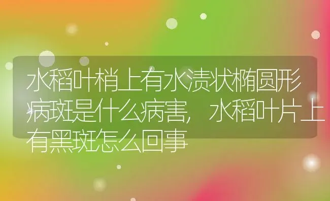 水稻叶梢上有水渍状椭圆形病斑是什么病害,水稻叶片上有黑斑怎么回事 | 养殖学堂