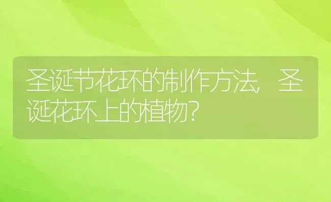 圣诞节花环的制作方法,圣诞花环上的植物？ | 养殖科普