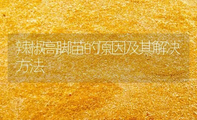 辣椒高脚苗的原因及其解决方法 | 养殖技术大全