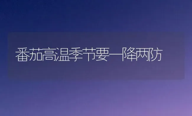 番茄高温季节要一降两防 | 养殖知识