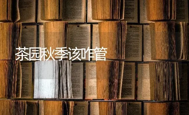 茶园秋季该咋管 | 养殖知识