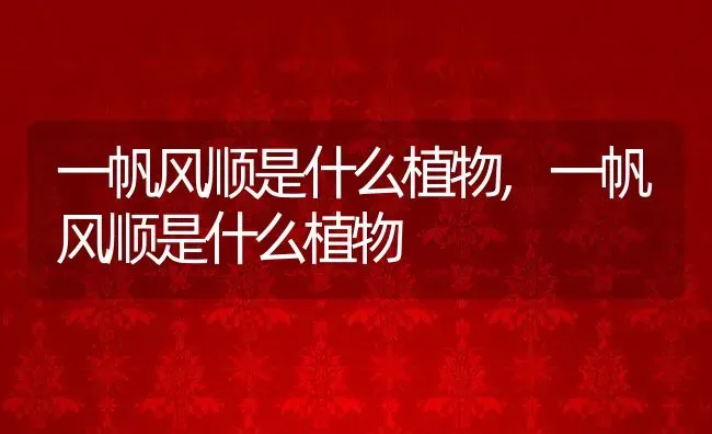 一帆风顺是什么植物,一帆风顺是什么植物 | 养殖科普