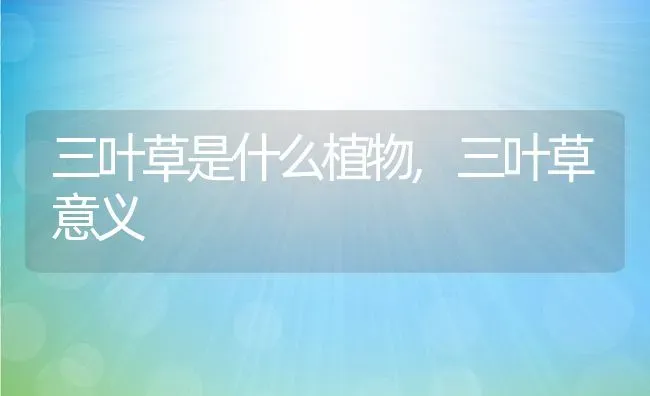 三叶草是什么植物,三叶草意义 | 养殖学堂