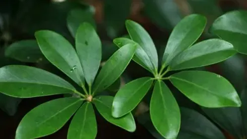 鸭脚木怎么养才旺盛,鹅掌花怎么养才能更旺盛？