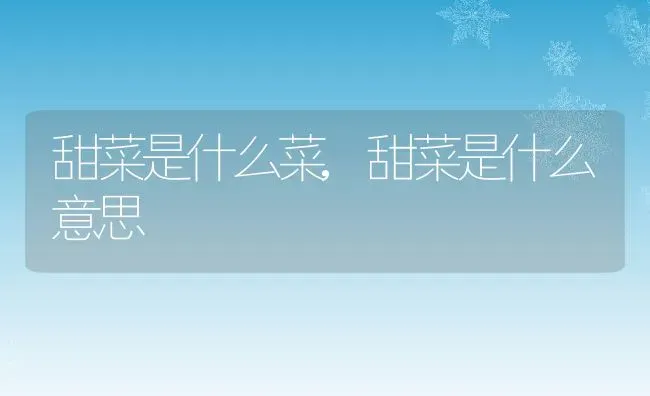 甜菜是什么菜,甜菜是什么意思 | 养殖学堂
