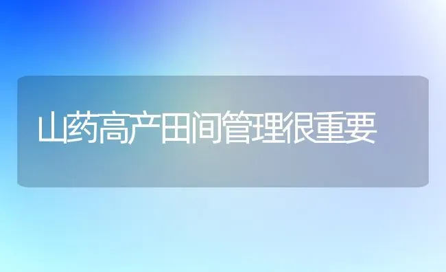 山药高产田间管理很重要 | 养殖技术大全
