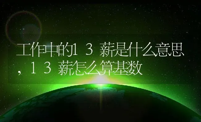 工作中的13薪是什么意思,13薪怎么算基数 | 养殖学堂
