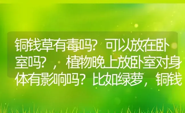 铜钱草有毒吗?可以放在卧室吗?,植物晚上放卧室对身体有影响吗？比如绿萝，铜钱草一类的？ | 养殖科普