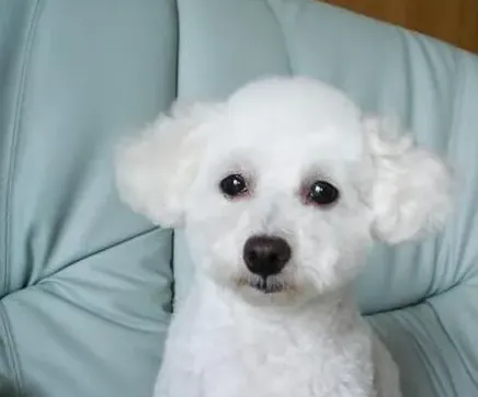 泰迪狗有几个品种,泰迪犬是什么品种？