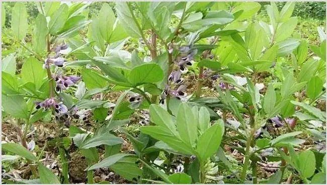 蚕豆不结荚怎么办？怎么改善结果 | 实用知识