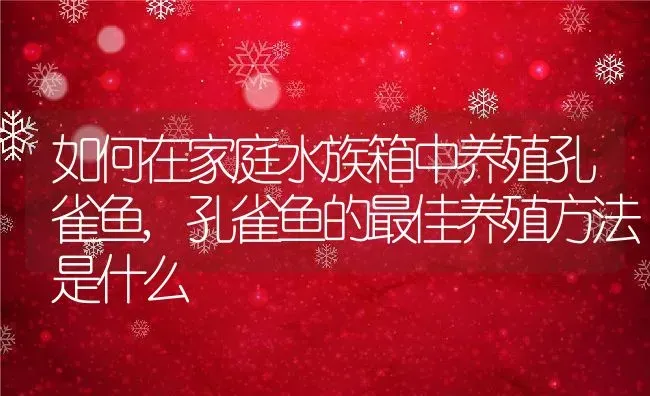 如何在家庭水族箱中养殖孔雀鱼,孔雀鱼的最佳养殖方法是什么 | 养殖学堂