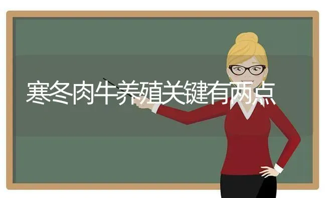 寒冬肉牛养殖关键有两点 | 养殖技术大全