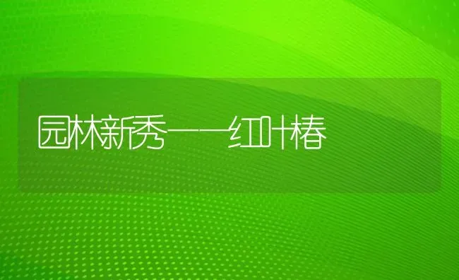 园林新秀——红叶椿 | 养殖知识