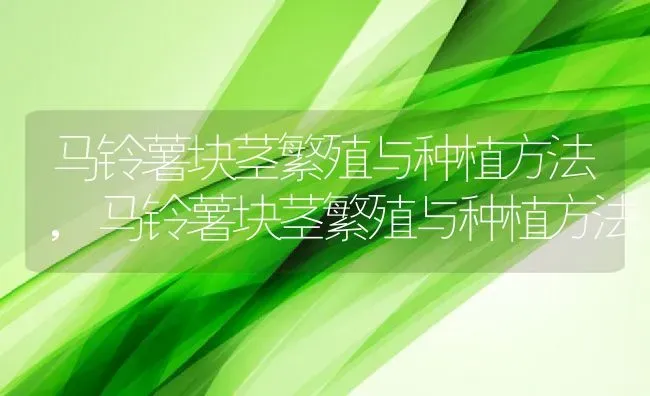 马铃薯块茎繁殖与种植方法,马铃薯块茎繁殖与种植方法 | 养殖科普