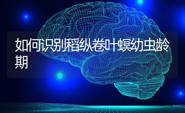 如何识别稻纵卷叶螟幼虫龄期 | 养殖技术大全