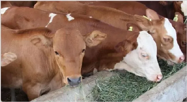 鲁西黄牛养殖注意事项 | 妙招大全