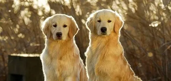 金毛养公的好还是母的好,金毛犬养公犬还是母犬好？