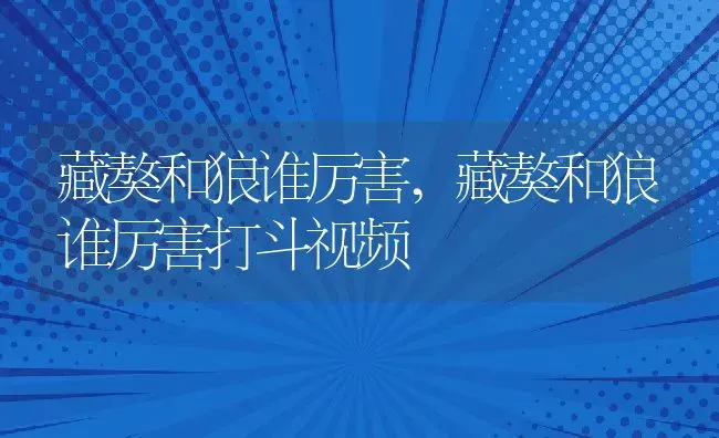 藏獒和狼谁厉害,藏獒和狼谁厉害打斗视频 | 养殖科普