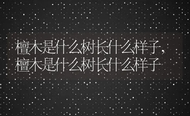 檀木是什么树长什么样子,檀木是什么树长什么样子 | 养殖科普
