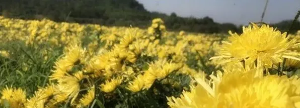 金丝皇菊怎么种？南方地区金丝皇菊栽培管理技术 | 三农知识