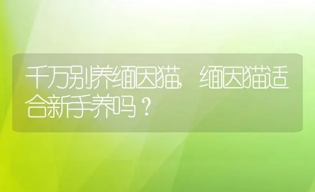 千万别养缅因猫,缅因猫适合新手养吗？ | 养殖学堂