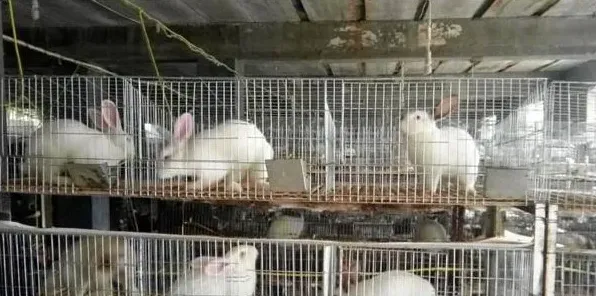 兔子的养殖技术及管理技巧 | 三农知识