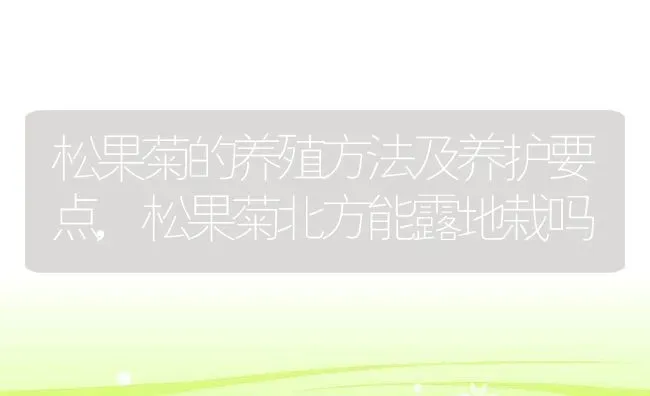 松果菊的养殖方法及养护要点,松果菊北方能露地栽吗 | 养殖学堂