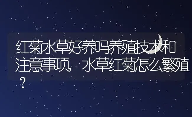 红菊水草好养吗养殖技术和注意事项,水草红菊怎么繁殖？ | 养殖科普