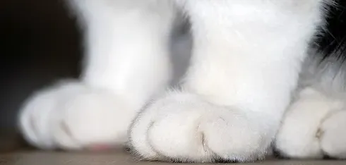狮子猫什么时候才会爆毛,猫咪什么时候生毛季？