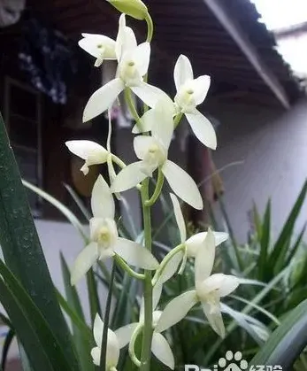 兰花怎么养,种兰花正确方法？
