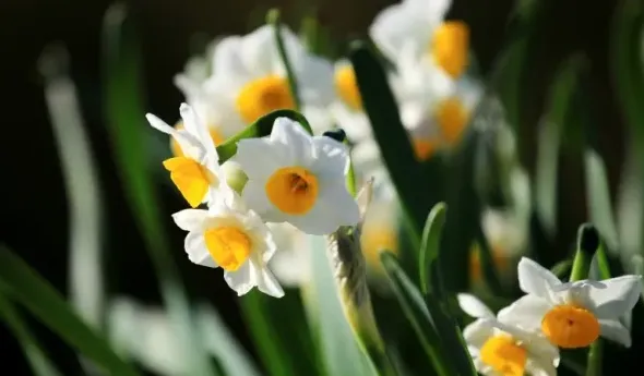 水仙花开完花以后怎么处理,水仙花开过花后怎么处理？
