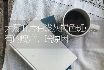 大葱叶片有浅灰褐色斑点,有的腐烂,啥原因