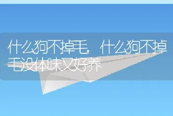 什么狗不掉毛,什么狗不掉毛没体味又好养