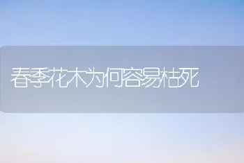 春季花木为何容易枯死