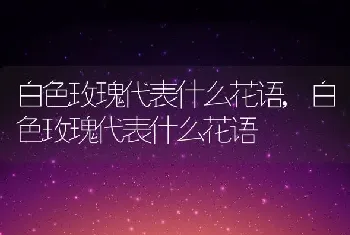 白色玫瑰代表什么花语