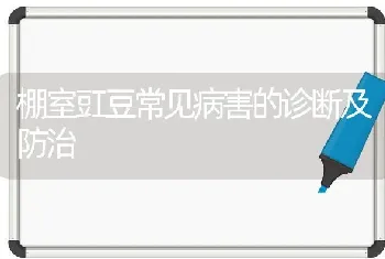 棚室豇豆常见病害的诊断及防治