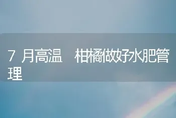 7月高温 柑橘做好水肥管理