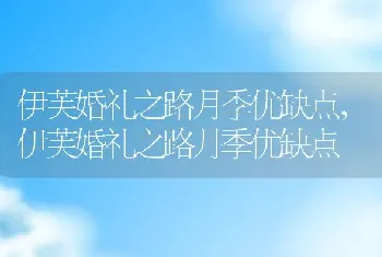 伊芙婚礼之路月季优缺点