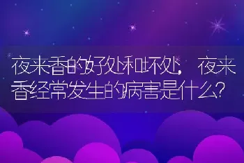 夜来香的好处和坏处