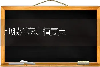 地膜洋葱定植要点