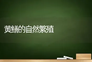 黄鳝的自然繁殖