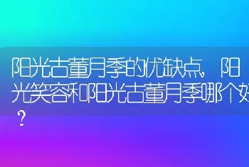 阳光古董月季的优缺点