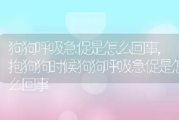 狗狗呼吸急促是怎么回事