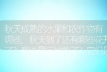 秋天成熟的水果和农作物有哪些