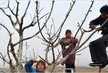 苹果树疏枝时间及方法