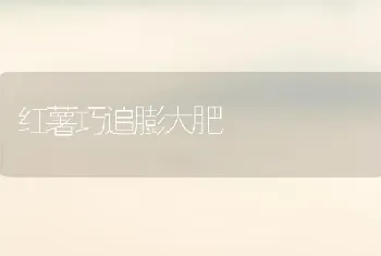 红薯巧追膨大肥