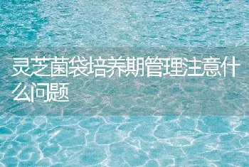 灵芝菌袋培养期管理注意什么问题