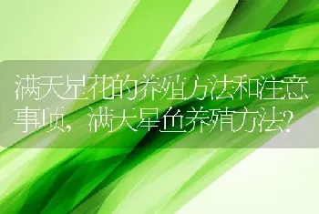 满天星花的养殖方法和注意事项